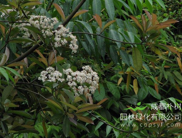 光叶石楠价格-图片-形态特征-分布范围-生长习性以及主要价值