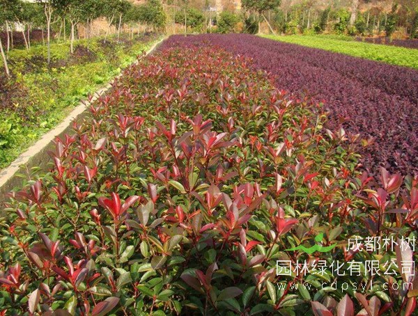 一亩地能种植多少红叶石楠？