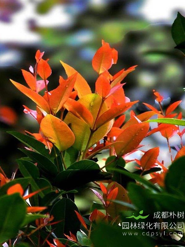 红叶石楠在哪个季节叶片开始变红？