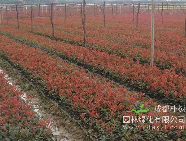 红叶石楠变红的原因是什么？