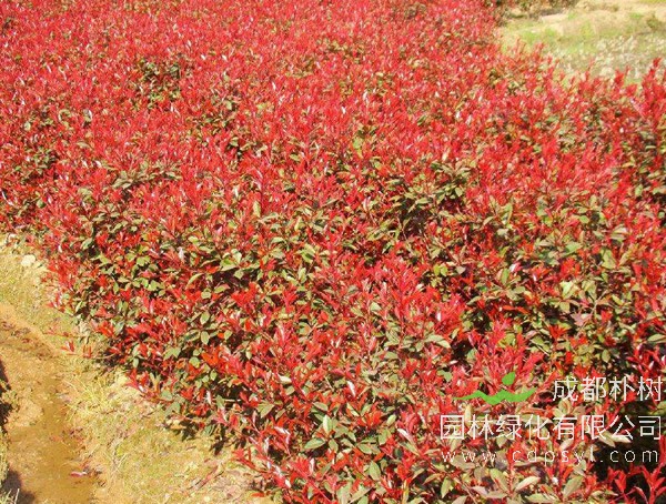 红叶石楠如何合理的浇水和施肥？