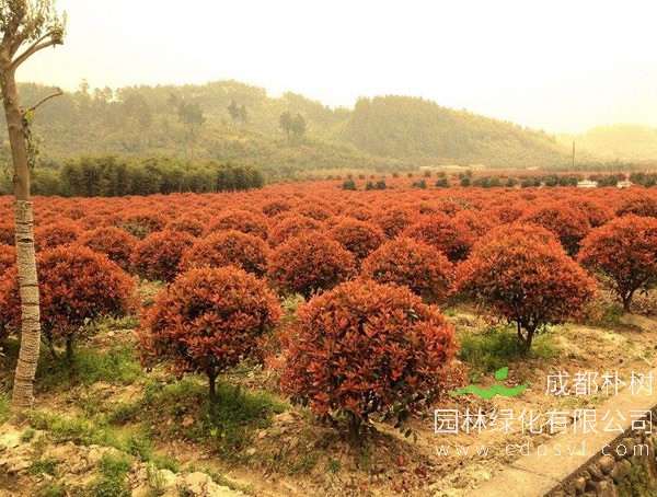 红叶石楠叶子变黄是什么原因？