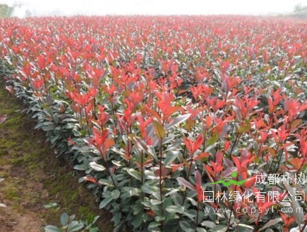 红叶石楠适合在室内养吗？