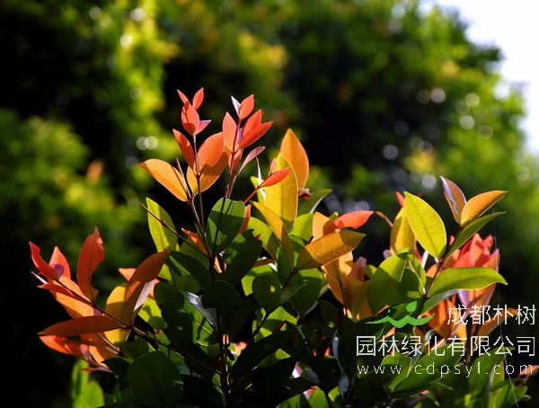 红叶石楠球如何种植？