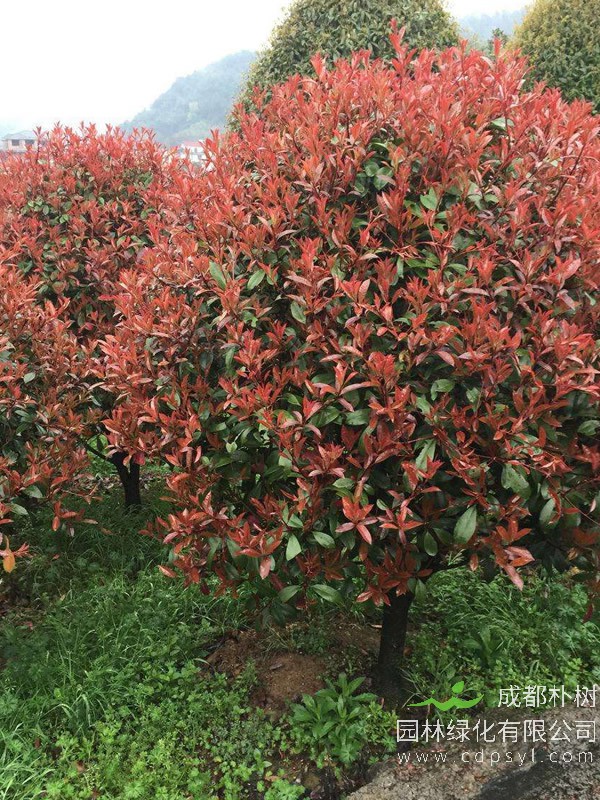 红叶石楠移植的最佳时间是什么时候？