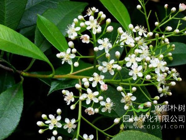 光叶石楠价格-图片-形态特征-分布范围-生长习性以及主要价值