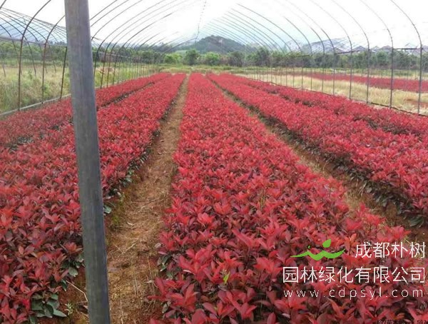 红叶石楠的生长速度是多少？