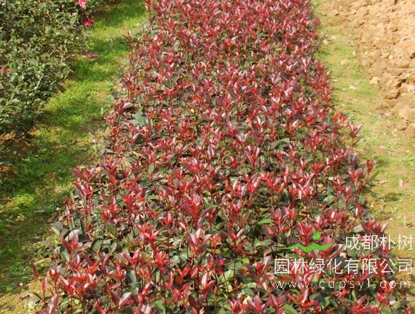 种植红叶石楠需要注意的哪些问题？