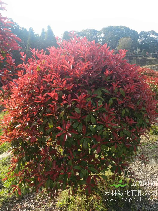 红叶石楠在北京怎么过冬？