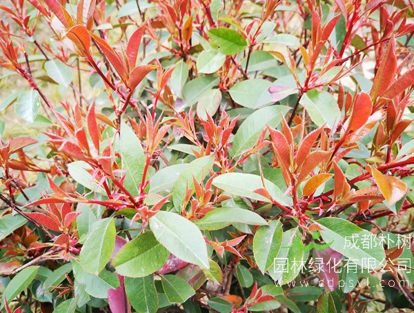 红叶石楠成树为什么会死？