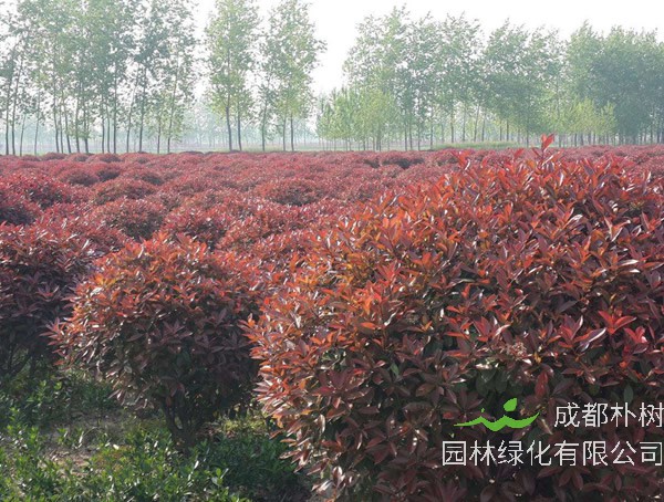 红叶石楠球属于乔木吗？