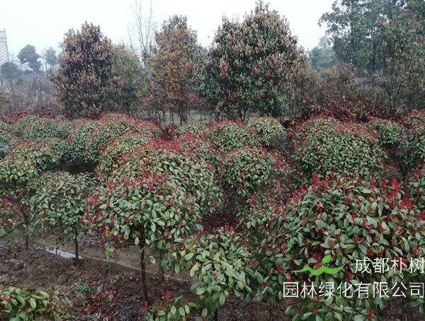 红叶石楠的优点是什么？