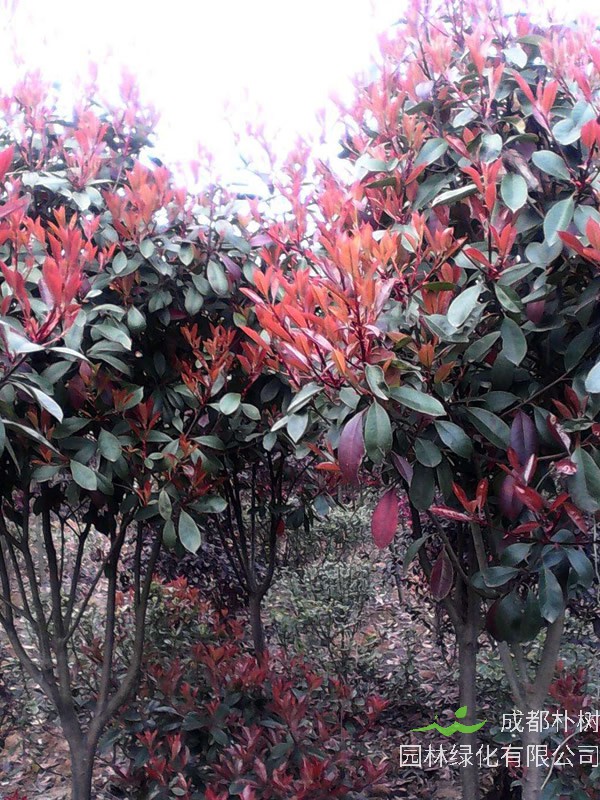 红叶石楠可以生长多少年不死？