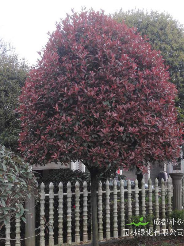 红叶石楠有别名吗？叫什么名字呢？