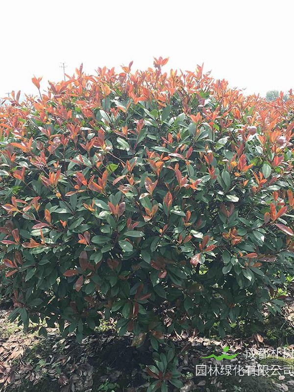 种植的红叶石楠怎样管理？