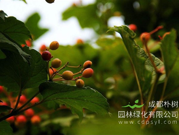 光叶石楠繁殖方法、栽培技术以及病虫防治介绍