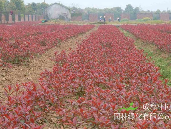 红叶石楠一般都有什么病虫害？