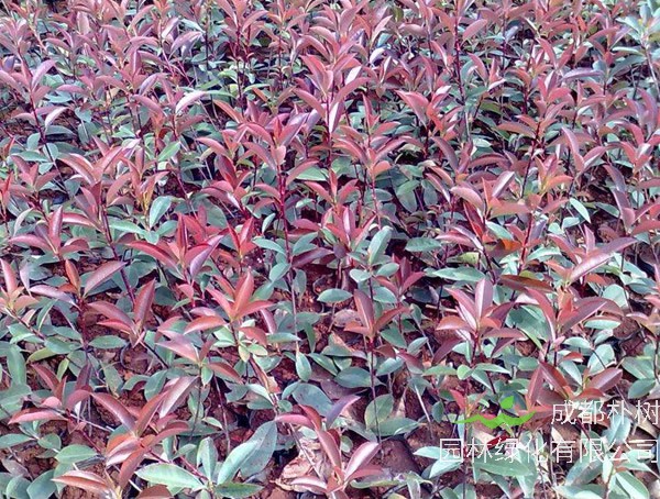 1平方米绿地栽植多少株红叶石楠？