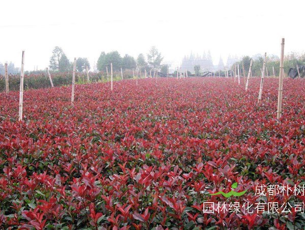 红叶石楠种植间距一般为多少？