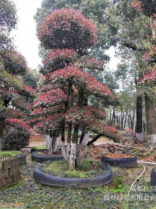 红叶石楠为什么有的红有的不怎么红？