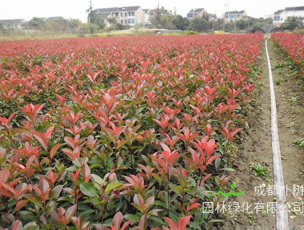 红叶石楠可以扦插繁殖吗？