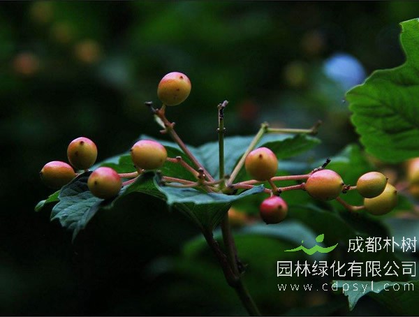 光叶石楠繁殖方法、栽培技术以及病虫防治介绍