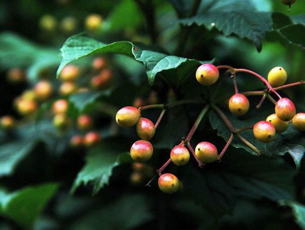 光叶石楠分布在中国哪些地方？