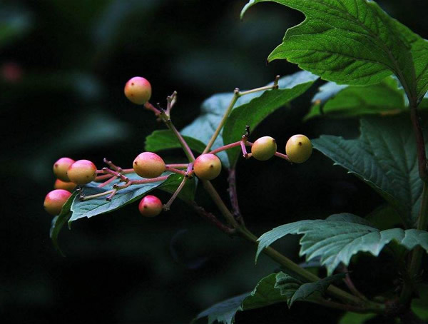 光叶石楠的生长习性是什么？