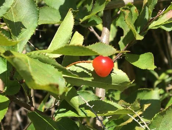 毛叶石楠有哪些特点？