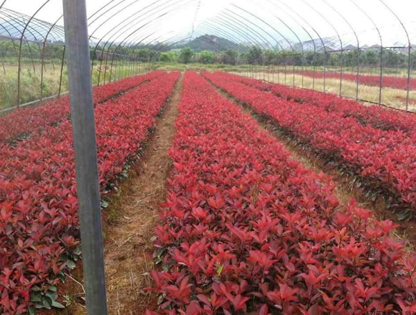 红叶石楠的生长速度是多少？