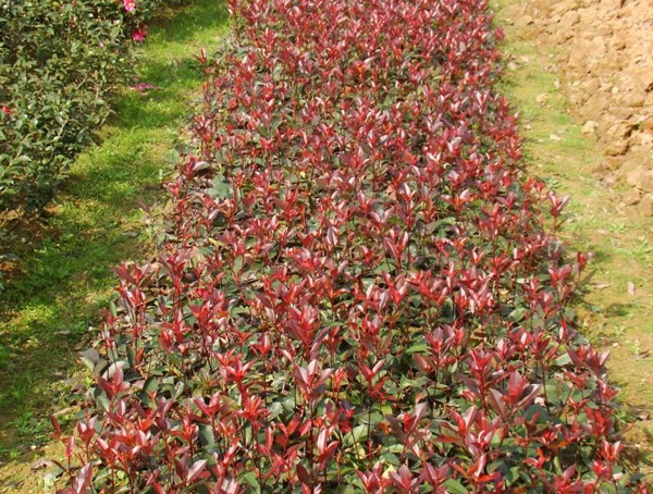 种植红叶石楠需要注意的哪些问题？