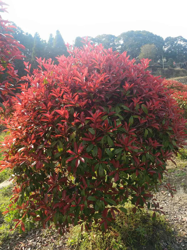 红叶石楠在北京怎么过冬？