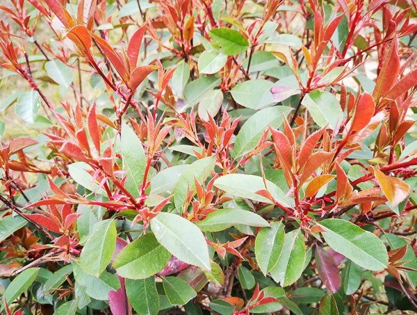 红叶石楠成树为什么会死？