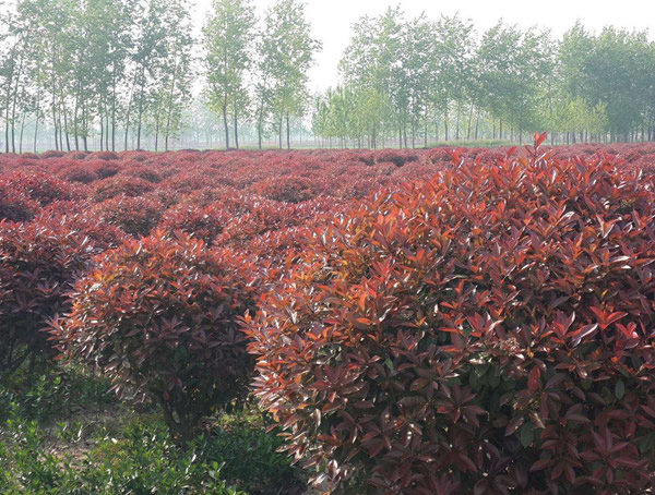 红叶石楠球属于乔木吗？