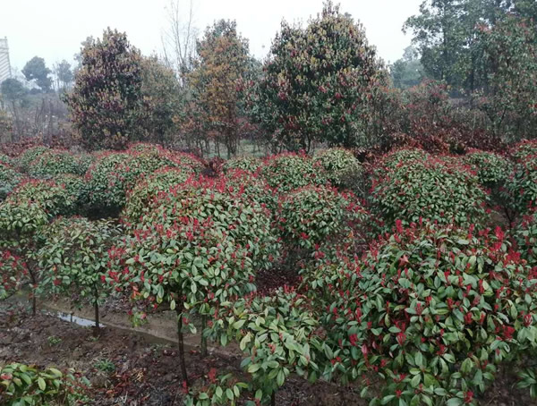 红叶石楠的优点是什么？