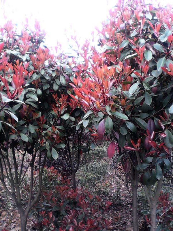 红叶石楠可以生长多少年不死？