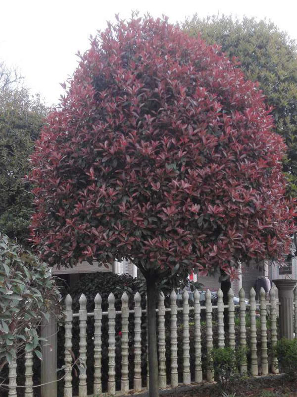 红叶石楠有别名吗？叫什么名字呢？