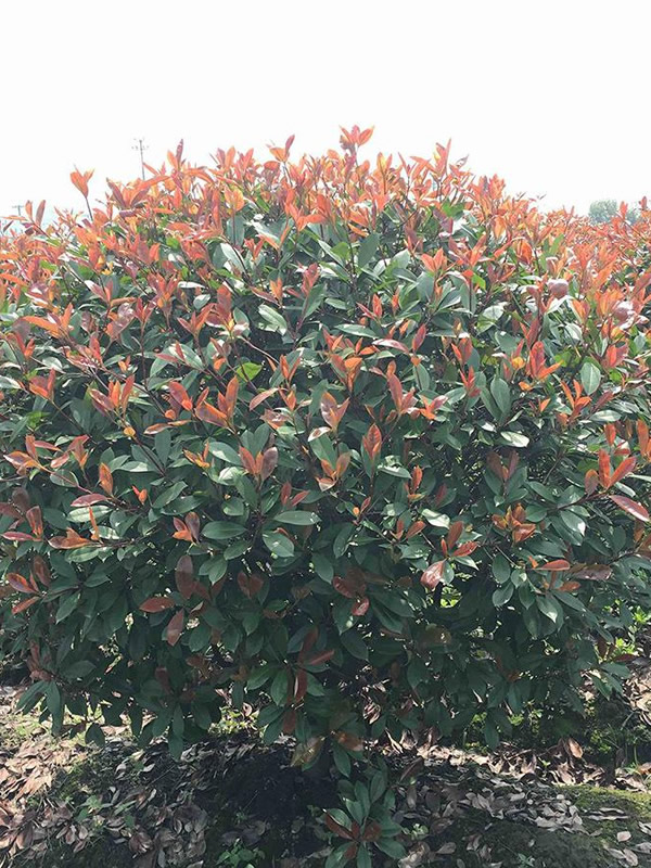 种植的红叶石楠怎样管理？