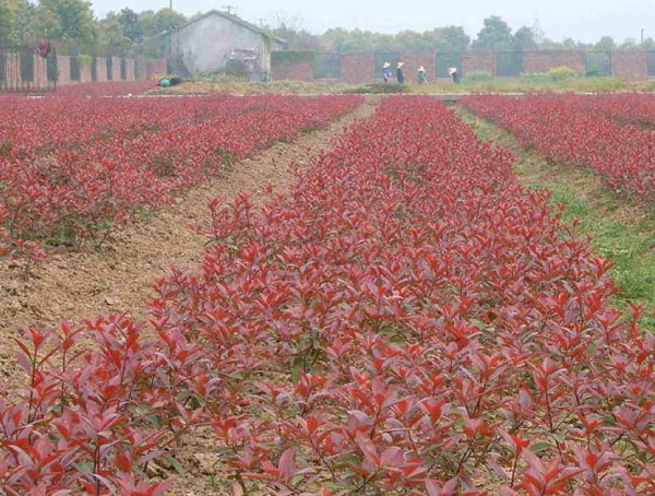 红叶石楠一般都有什么病虫害？