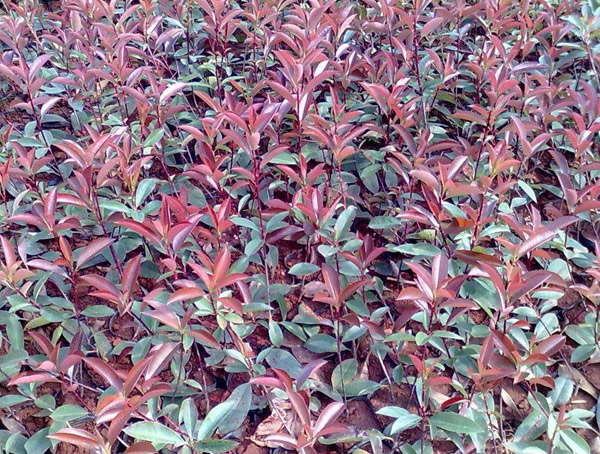 1平方米绿地栽植多少株红叶石楠？