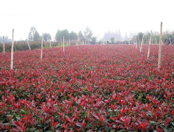 红叶石楠种植间距一般为多少？