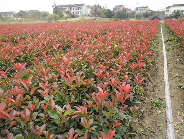 红叶石楠可以扦插繁殖吗？