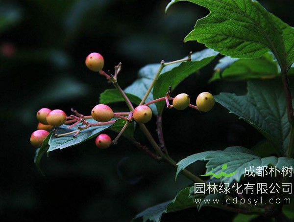 光叶石楠的生长习性是什么？