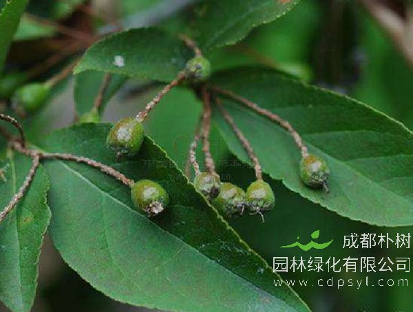 毛叶石楠价格-图片-形态特征-生长环境-分布范围以及主要价值