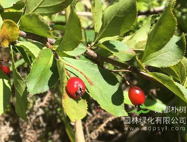 毛叶石楠价格-图片-形态特征-生长环境-分布范围以及主要价值