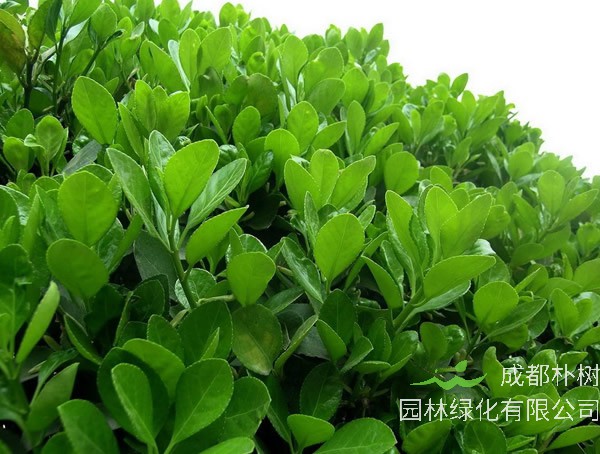 冬青价格-图片-形态特性-生长习性-地理分布-主要价值以及植物文化