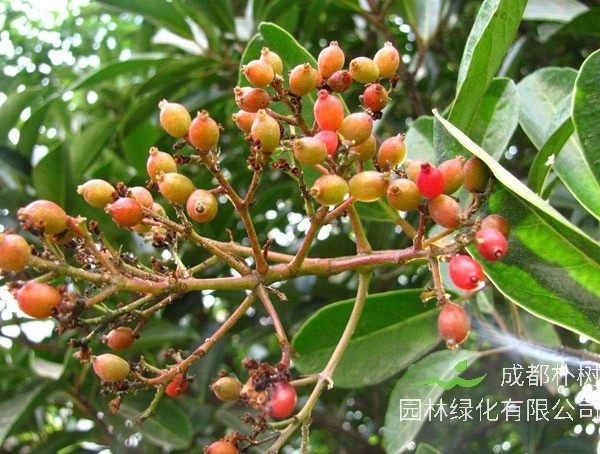 万年青与冬青有何区别？