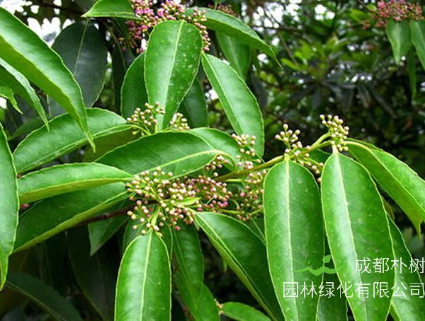 家中院子里能种冬青吗？