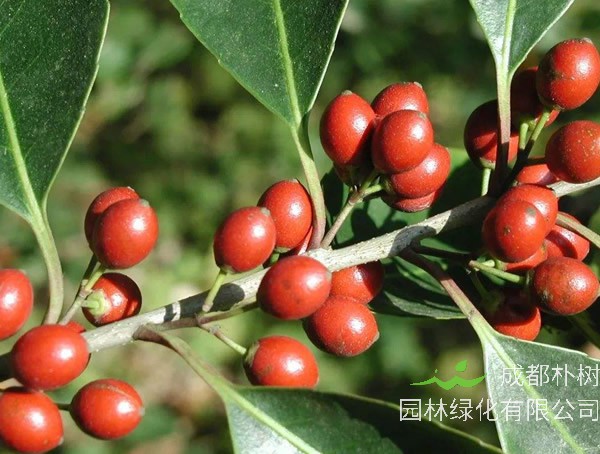 冬青结的果实能吃吗？