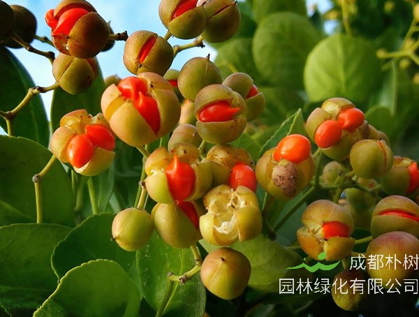 冬青树的种子有什么作用？